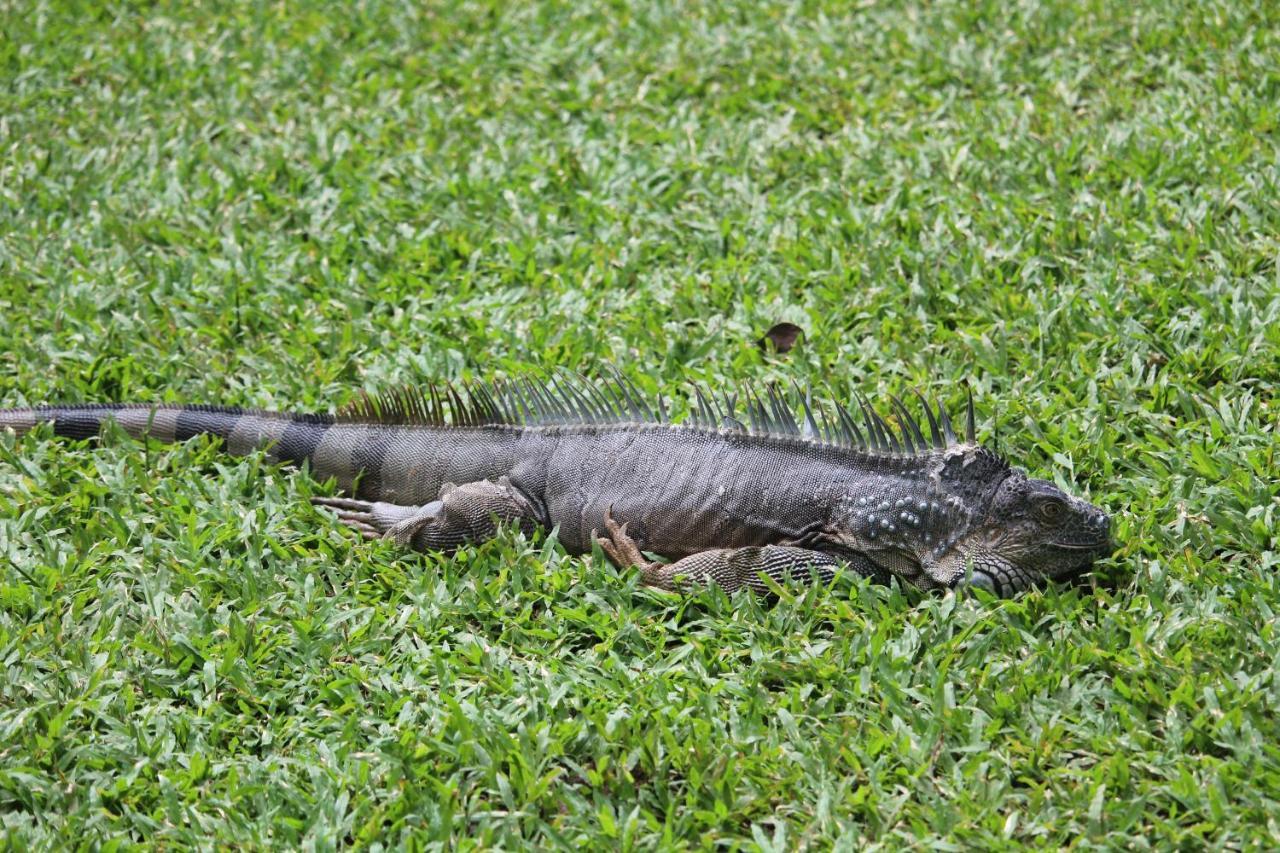 Iguana Libre Hotel Dominical Ngoại thất bức ảnh